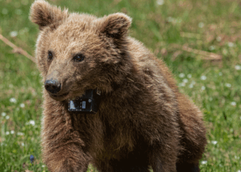 ΑΡΚΤΟΥΡΟΣ: Επιστροφή στη φύση για τη Μάρθα! – Το ορφανό αρκουδάκι που αγάπησε όλη η Ελλάδα (Βίντεο)