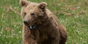 ΑΡΚΤΟΥΡΟΣ: Επιστροφή στη φύση για τη Μάρθα! – Το ορφανό αρκουδάκι που αγάπησε όλη η Ελλάδα (Βίντεο)