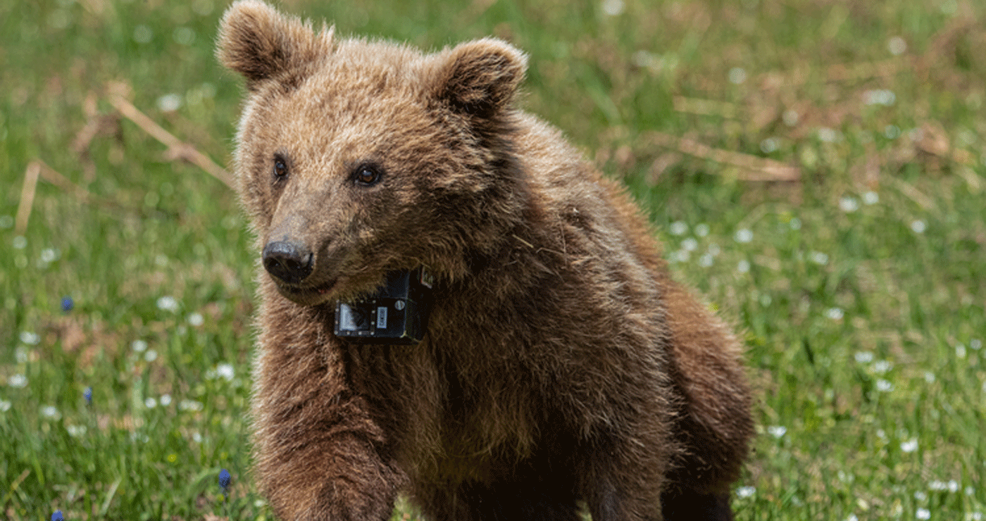 ΑΡΚΤΟΥΡΟΣ: Επιστροφή στη φύση για τη Μάρθα! – Το ορφανό αρκουδάκι που αγάπησε όλη η Ελλάδα (Βίντεο)