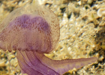 Τσούχτρες στην Ελλάδα: Χάρτης δείχνει live πού έχει μέδουσες