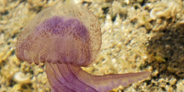 Τσούχτρες στην Ελλάδα: Χάρτης δείχνει live πού έχει μέδουσες