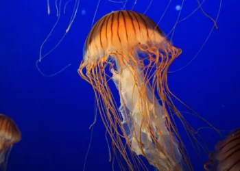 Μέδουσα ή τσούχτρα; Υπάρχουν διαφορές; Πρώτες βοήθειες