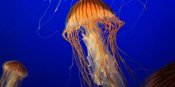 Μέδουσα ή τσούχτρα; Υπάρχουν διαφορές; Πρώτες βοήθειες