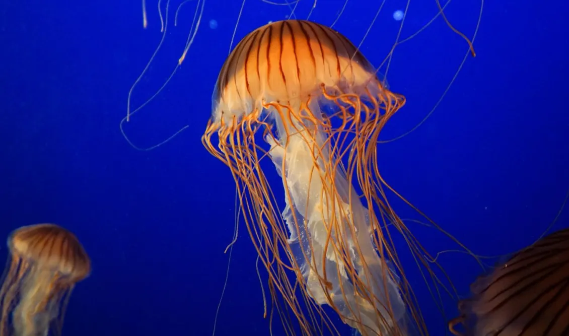 Μέδουσα ή τσούχτρα; Υπάρχουν διαφορές; Πρώτες βοήθειες