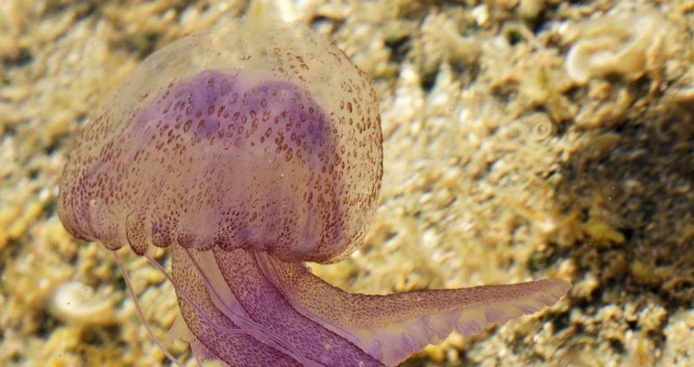 Τσούχτρες στην Ελλάδα: Χάρτης δείχνει live πού έχει μέδουσες