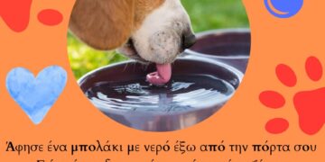 «Άφησε ένα μπολάκι με νερό έξω από την πόρτα σου» – Έκκληση Δήμου Κοζάνης