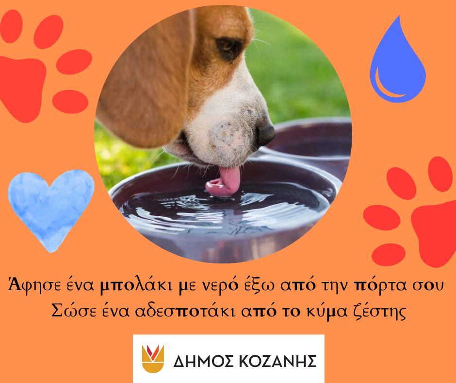 «Άφησε ένα μπολάκι με νερό έξω από την πόρτα σου» – Έκκληση Δήμου Κοζάνης