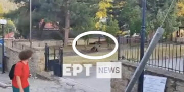 Μεγάλη αναστάτωση στο Νεστόριο Καστοριάς: Αρκούδα σε αυλή σχολείου (βίντεο)