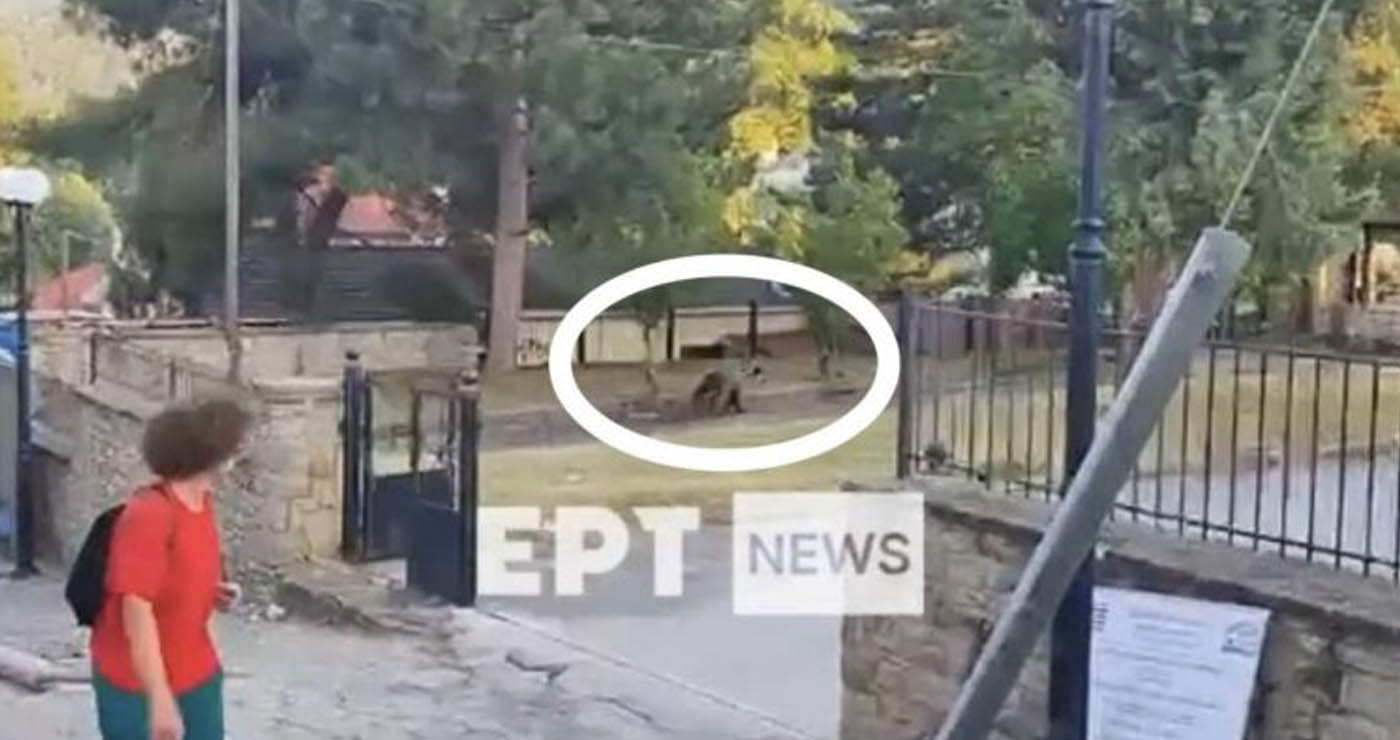 Μεγάλη αναστάτωση στο Νεστόριο Καστοριάς: Αρκούδα σε αυλή σχολείου (βίντεο)