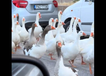 Το Viral βίντεο με τη «συμμορία» από πάπιες στην Καστοριά