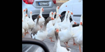 Το Viral βίντεο με τη «συμμορία» από πάπιες στην Καστοριά