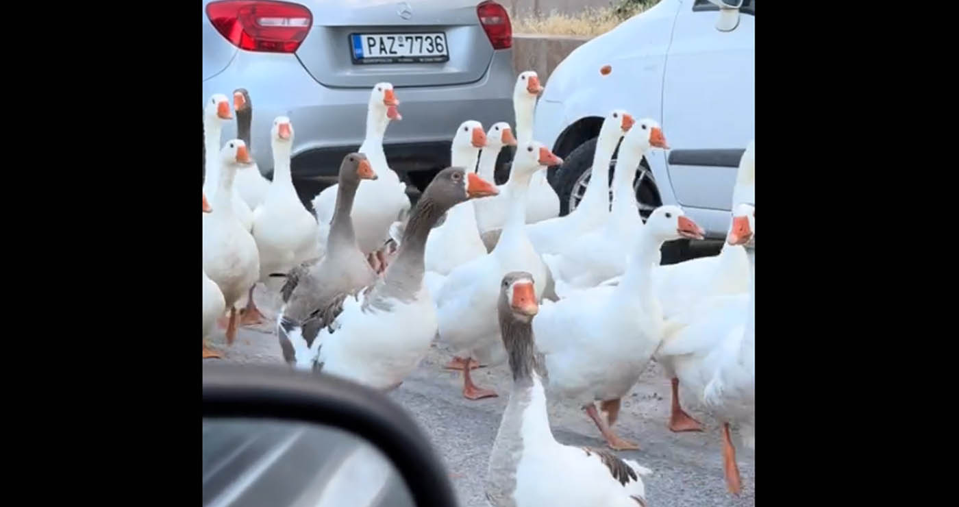 Το Viral βίντεο με τη «συμμορία» από πάπιες στην Καστοριά