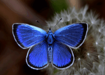 Καστοριά: Ένα βουνό γεμάτο «ψυχές» – Οι πεταλούδες στο Βίτσι εντυπωσιάζουν και προσελκύουν επισκέπτες