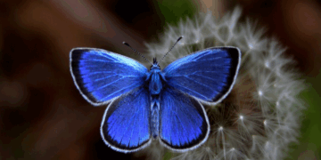 Καστοριά: Ένα βουνό γεμάτο «ψυχές» – Οι πεταλούδες στο Βίτσι εντυπωσιάζουν και προσελκύουν επισκέπτες