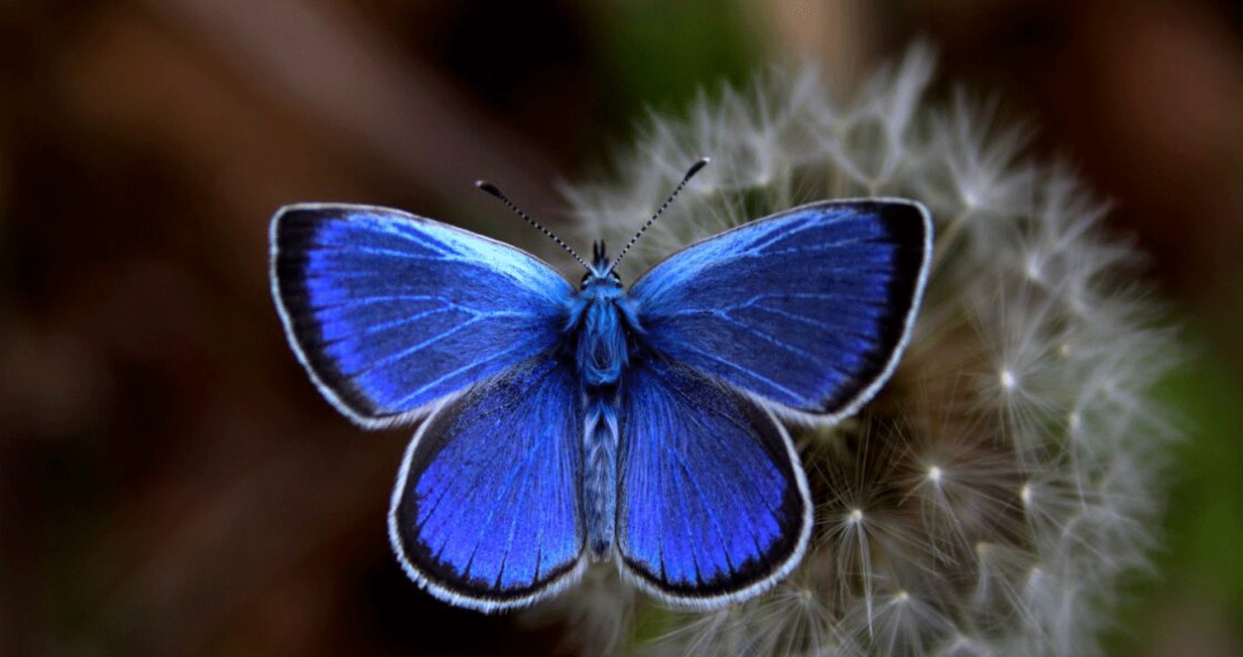 Καστοριά: Ένα βουνό γεμάτο «ψυχές» – Οι πεταλούδες στο Βίτσι εντυπωσιάζουν και προσελκύουν επισκέπτες