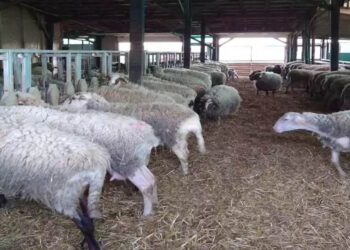 Συναγερμός για καταρροϊκό πυρετό στα Γρεβενά – Εργαστηριακή επιβεβαίωση 6 κρουσμάτων