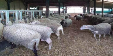 Συναγερμός για καταρροϊκό πυρετό στα Γρεβενά – Εργαστηριακή επιβεβαίωση 6 κρουσμάτων