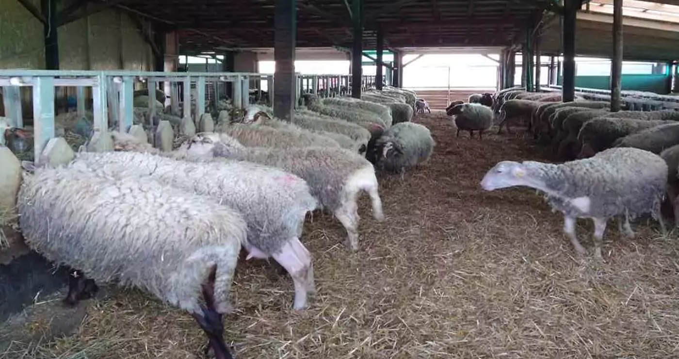 Συναγερμός για καταρροϊκό πυρετό στα Γρεβενά – Εργαστηριακή επιβεβαίωση 6 κρουσμάτων