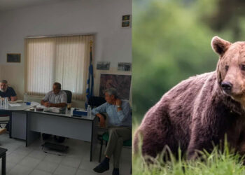 Το Δασαρχείο ζητάει εγγράφως την απομάκρυνση των αρκούδων από τα χωριά της Εορδαίας