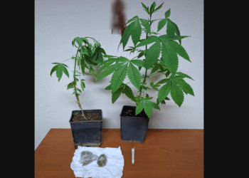 Φλώρινα: 38χρονος καλλιεργούσε 2 δενδρύλλια κάνναβης στην αυλή του