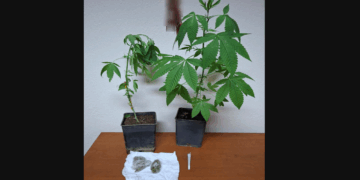 Φλώρινα: 38χρονος καλλιεργούσε 2 δενδρύλλια κάνναβης στην αυλή του