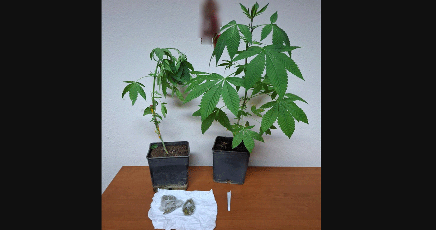 Φλώρινα: 38χρονος καλλιεργούσε 2 δενδρύλλια κάνναβης στην αυλή του