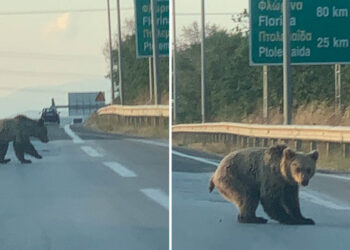 Τροχαιο με αρκούδα και στον δρόμο Κοζάνης-Πτολεμαΐδας (Φωτογραφίες)