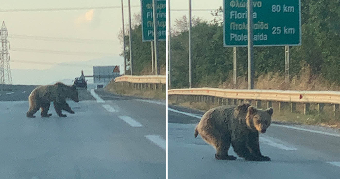 Τροχαιο με αρκούδα και στον δρόμο Κοζάνης-Πτολεμαΐδας (Φωτογραφίες)