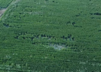 Αποκαλυπτικές αεροφωτογραφίες δείχνουν τις καταστροφές από αρκούδα σε καλλιέργειες στην Καστοριά (Φωτογραφίες και Βίντεο)