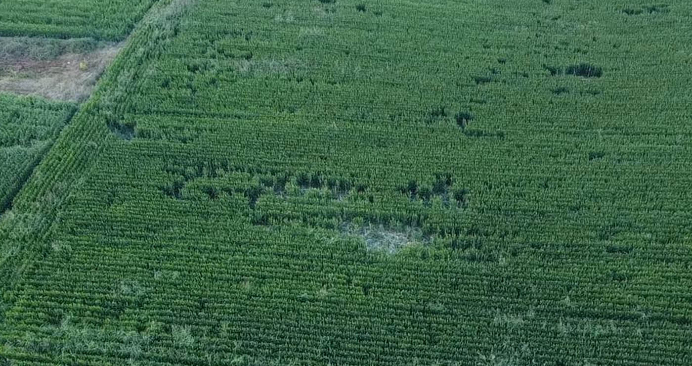 Αποκαλυπτικές αεροφωτογραφίες δείχνουν τις καταστροφές από αρκούδα σε καλλιέργειες στην Καστοριά (Φωτογραφίες και Βίντεο)