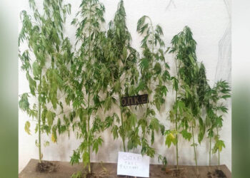 Φλώρινα: Συνελήφθη 62χρονος για καλλιέργεια κάνναβης στην αυλή του σπιτιού του