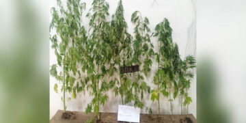 Φλώρινα: Συνελήφθη 62χρονος για καλλιέργεια κάνναβης στην αυλή του σπιτιού του