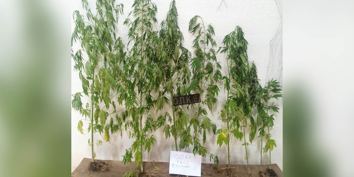 Φλώρινα: Συνελήφθη 62χρονος για καλλιέργεια κάνναβης στην αυλή του σπιτιού του