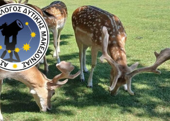 Άγιος Δημήτριος: Βραδιά κάτω από το Φεγγάρι του Αυγούστου στο Πάρκο Ελαφιών Αγίου Παντελεήμονα