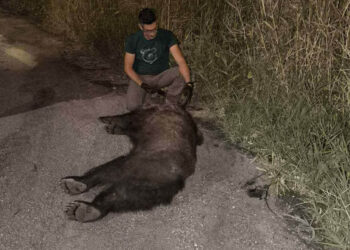 Αρκτούρος: Θύμα τροχαίου αρκούδα στην Εγνατία (Φωτογραφία)