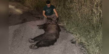 Αρκτούρος: Θύμα τροχαίου αρκούδα στην Εγνατία (Φωτογραφία)