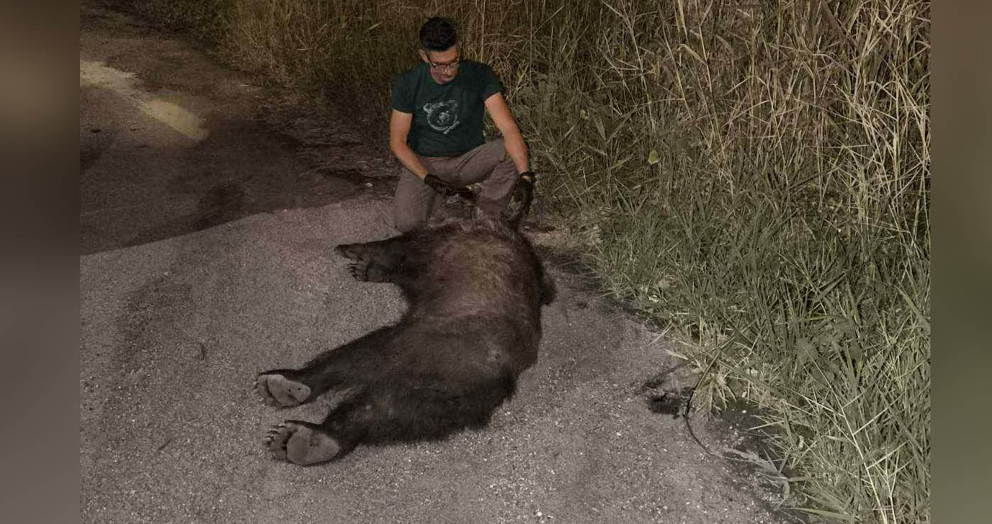 Αρκτούρος: Θύμα τροχαίου αρκούδα στην Εγνατία (Φωτογραφία)