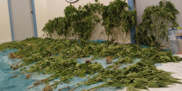 Εντόπισαν μεγάλη φυτεία με 183 δενδρύλλια κάνναβης στη Καστοριά – Συνελήφθη 45χρονος (Βίντεο)