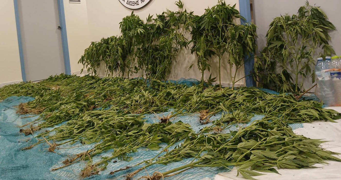 Εντόπισαν μεγάλη φυτεία με 183 δενδρύλλια κάνναβης στη Καστοριά – Συνελήφθη 45χρονος (Βίντεο)