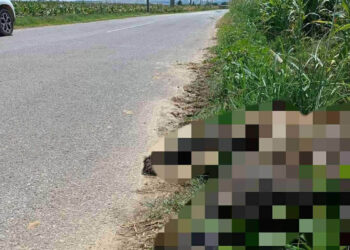 Ένα ακόμη θανατηφόρο τροχαίο με θύμα αρκούδα κοντά στο Αμύνταιο (Φωτογραφία)