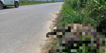 Ένα ακόμη θανατηφόρο τροχαίο με θύμα αρκούδα κοντά στο Αμύνταιο (Φωτογραφία)