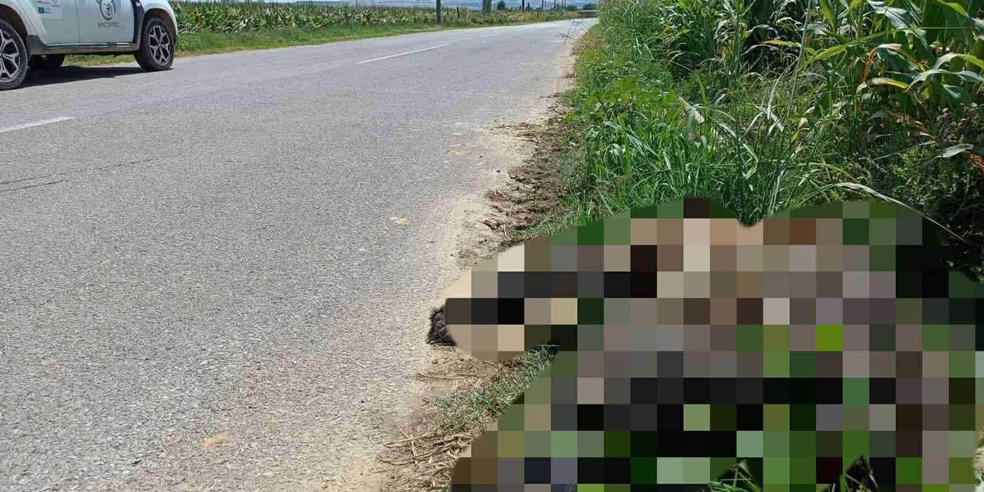 Ένα ακόμη θανατηφόρο τροχαίο με θύμα αρκούδα κοντά στο Αμύνταιο (Φωτογραφία)