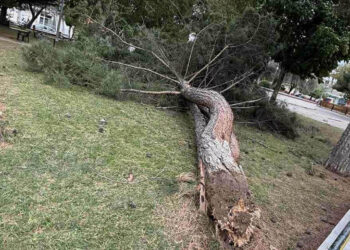Πτολεμαΐδα: Δέντρο στο Πάρκο Χρηστίδη κατέρρευσε από τους θυελλώδεις ανέμους (Φωτογραφίες)