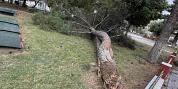 Πτολεμαΐδα: Δέντρο στο Πάρκο Χρηστίδη κατέρρευσε από τους θυελλώδεις ανέμους (Φωτογραφίες)