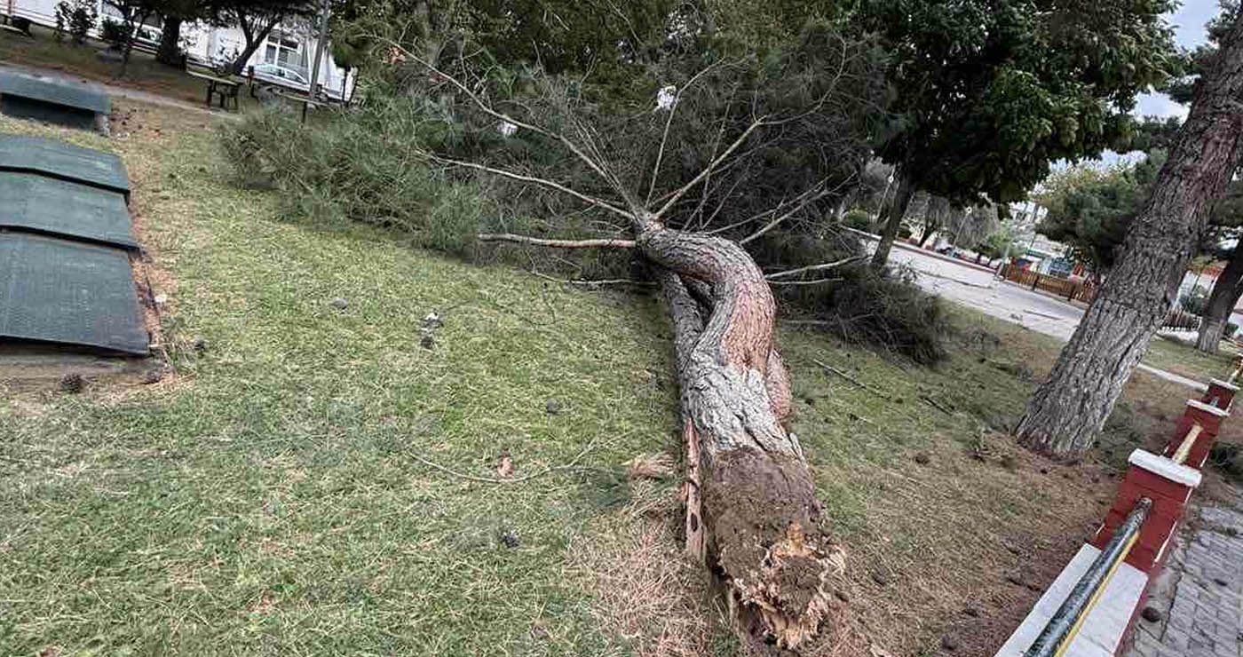 Πτολεμαΐδα: Δέντρο στο Πάρκο Χρηστίδη κατέρρευσε από τους θυελλώδεις ανέμους (Φωτογραφίες)