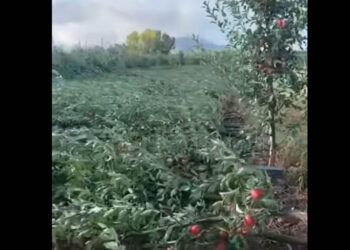 Καταστροφή: Καλλιέργειες στην ΠΕ Καστοριάς ισοπεδώθηκαν από τους ανέμους (Βίντεο)