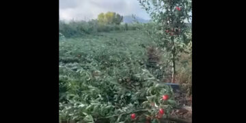 Καταστροφή: Καλλιέργειες στην ΠΕ Καστοριάς ισοπεδώθηκαν από τους ανέμους (Βίντεο)