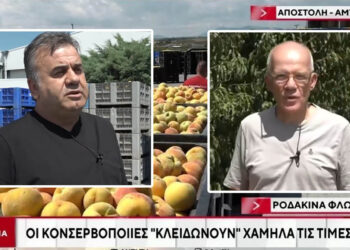 Μειωμένη στο μισό ήταν φέτος, η παραγωγή ροδάκινων – Στο Αμύνταιο ο Ant1 (Βίντεο)