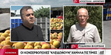 Μειωμένη στο μισό ήταν φέτος, η παραγωγή ροδάκινων – Στο Αμύνταιο ο Ant1 (Βίντεο)