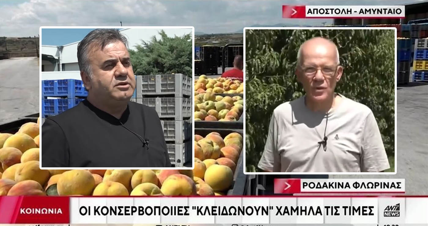 Μειωμένη στο μισό ήταν φέτος, η παραγωγή ροδάκινων – Στο Αμύνταιο ο Ant1 (Βίντεο)